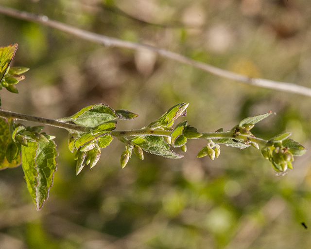 California Brickellbush Stem