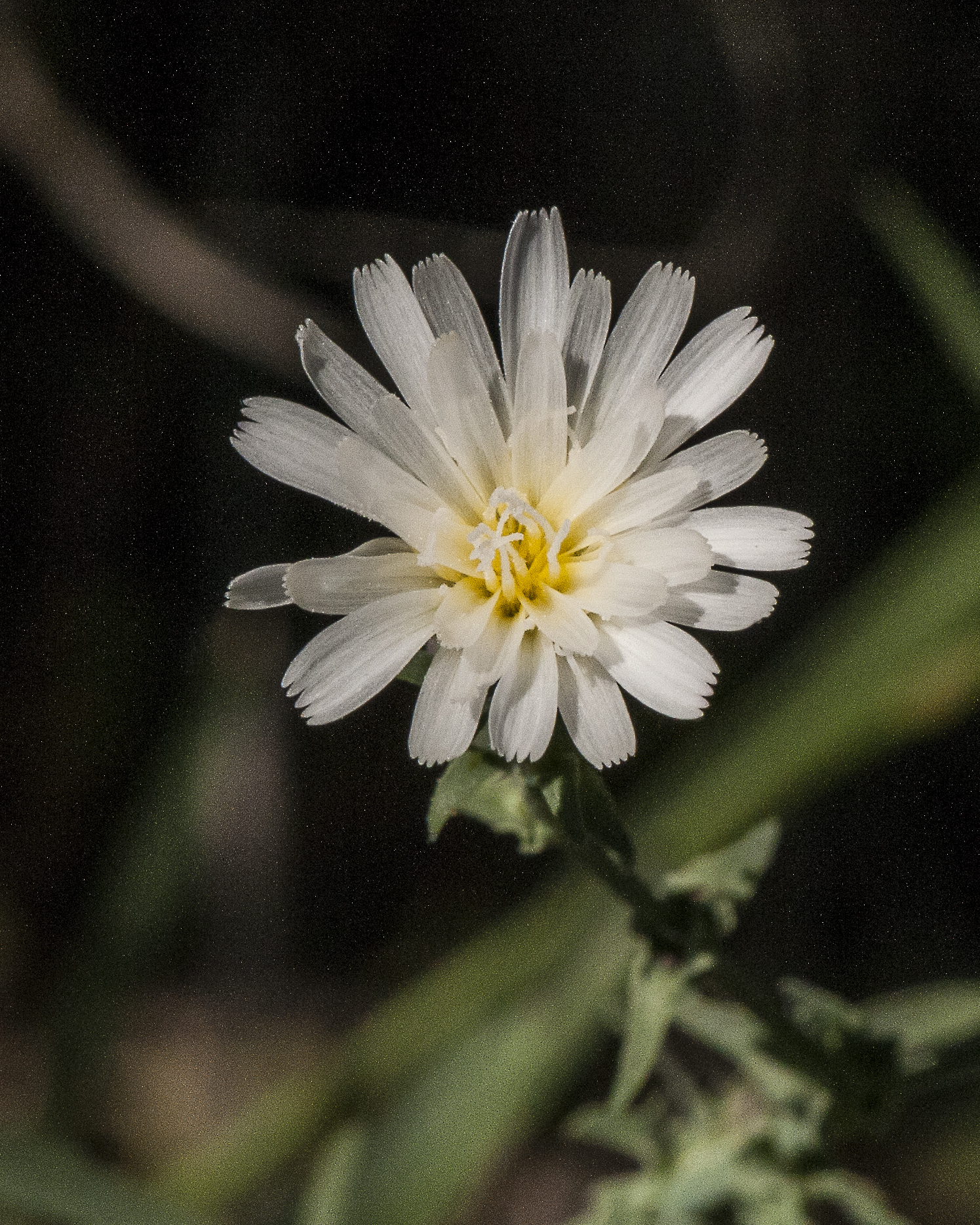 California Chicory Flower