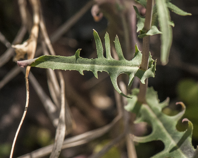 California Chicory Leaves