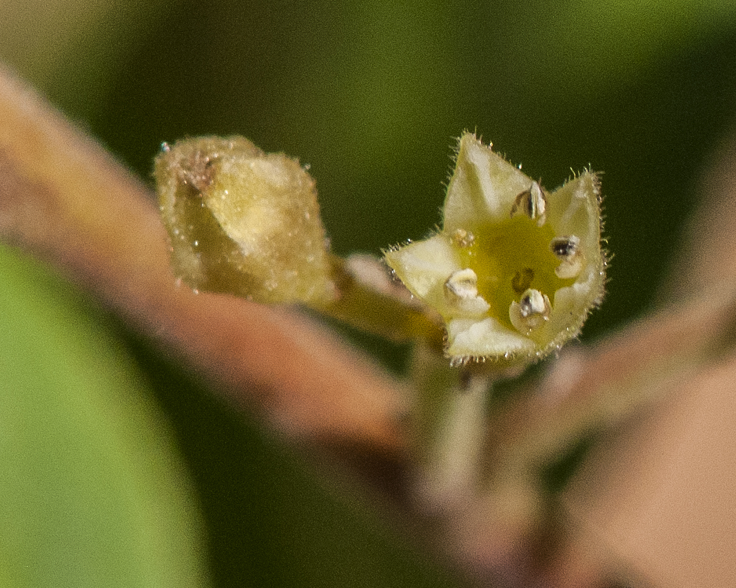 California Coffeeberry Flower