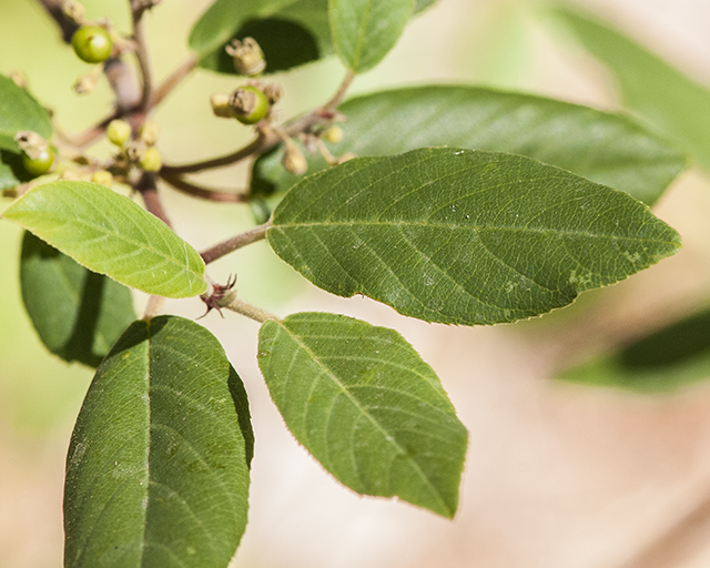 California Coffeeberry Leaves