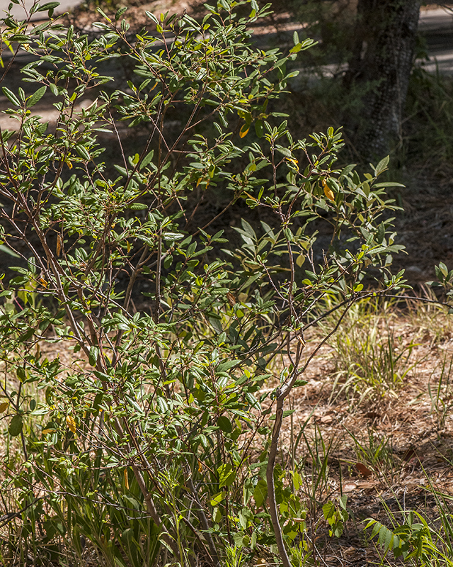 California Coffeeberry Plant