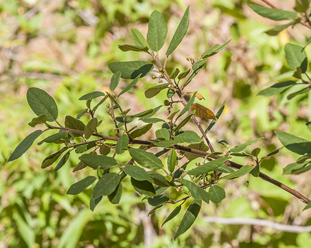 California Coffeeberry Stem