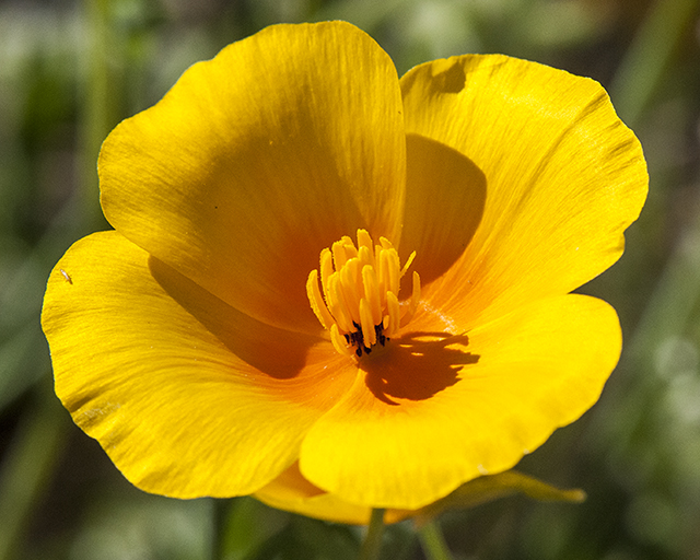 California Poppy Flower