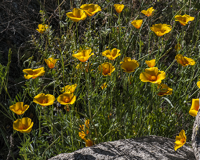 California Poppy Plant