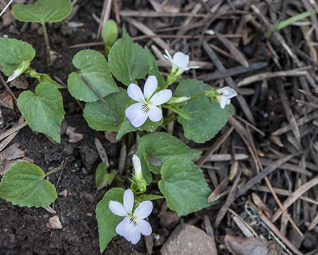 Canada Violet Plant