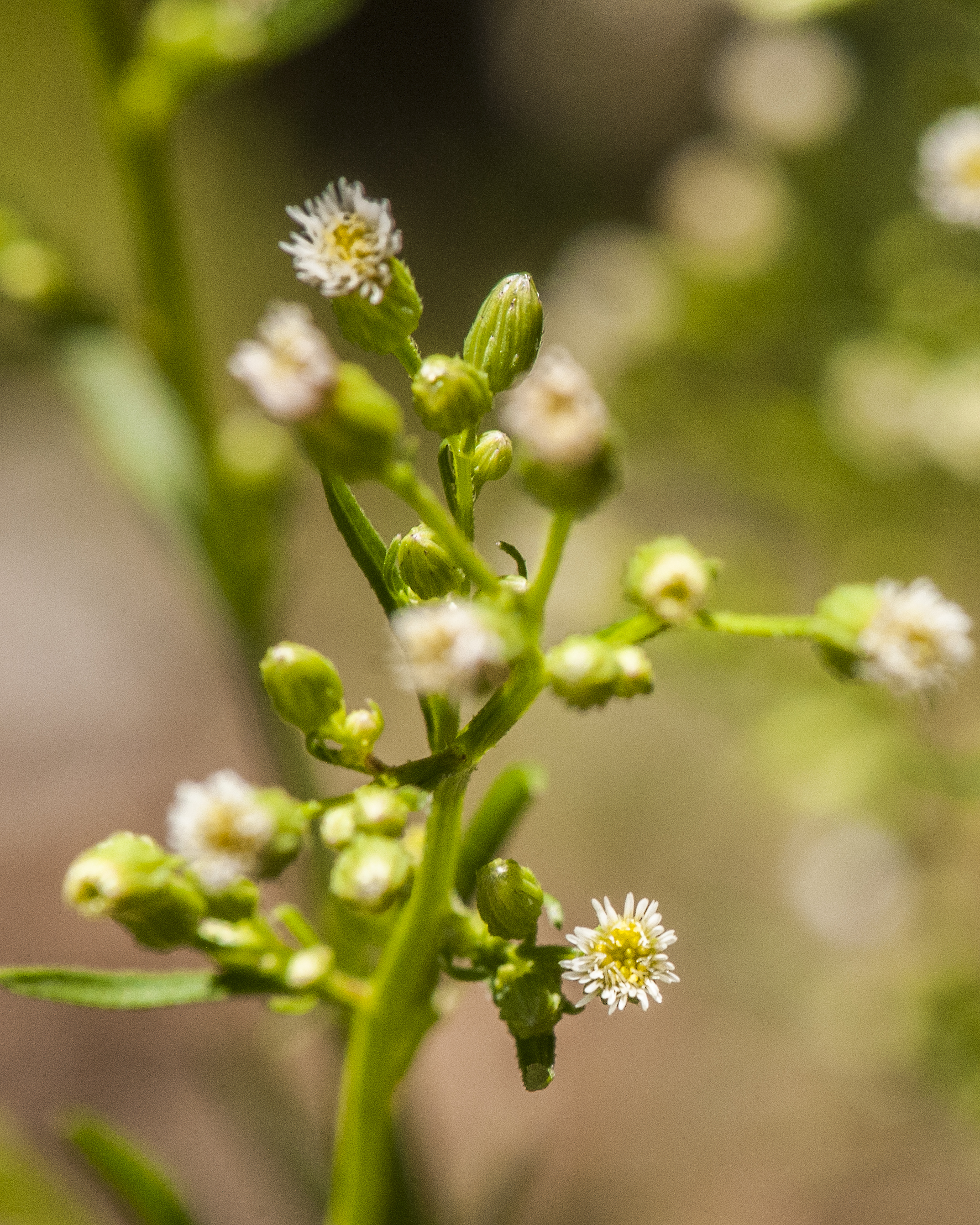 Canadian Horseweed Flower