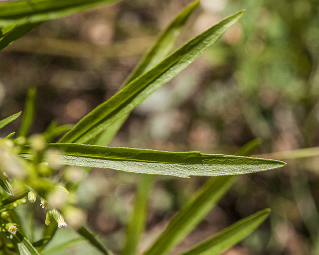 Canadian Horseweed Leaves