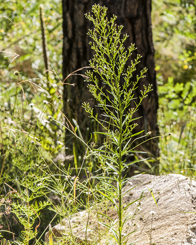 Canadian Horseweed Plant
