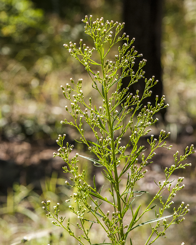 Canadian Horseweed Stem