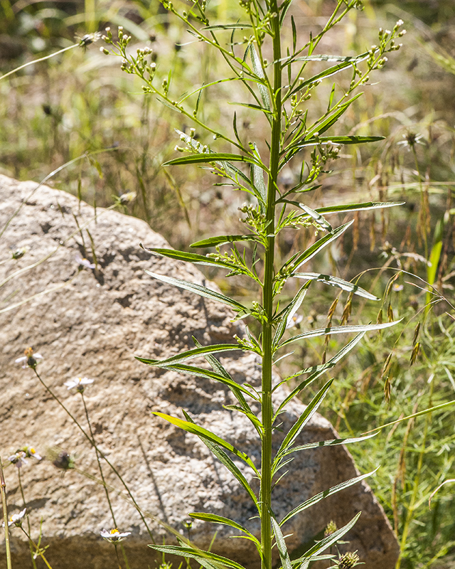 Canadian Horseweed Stem