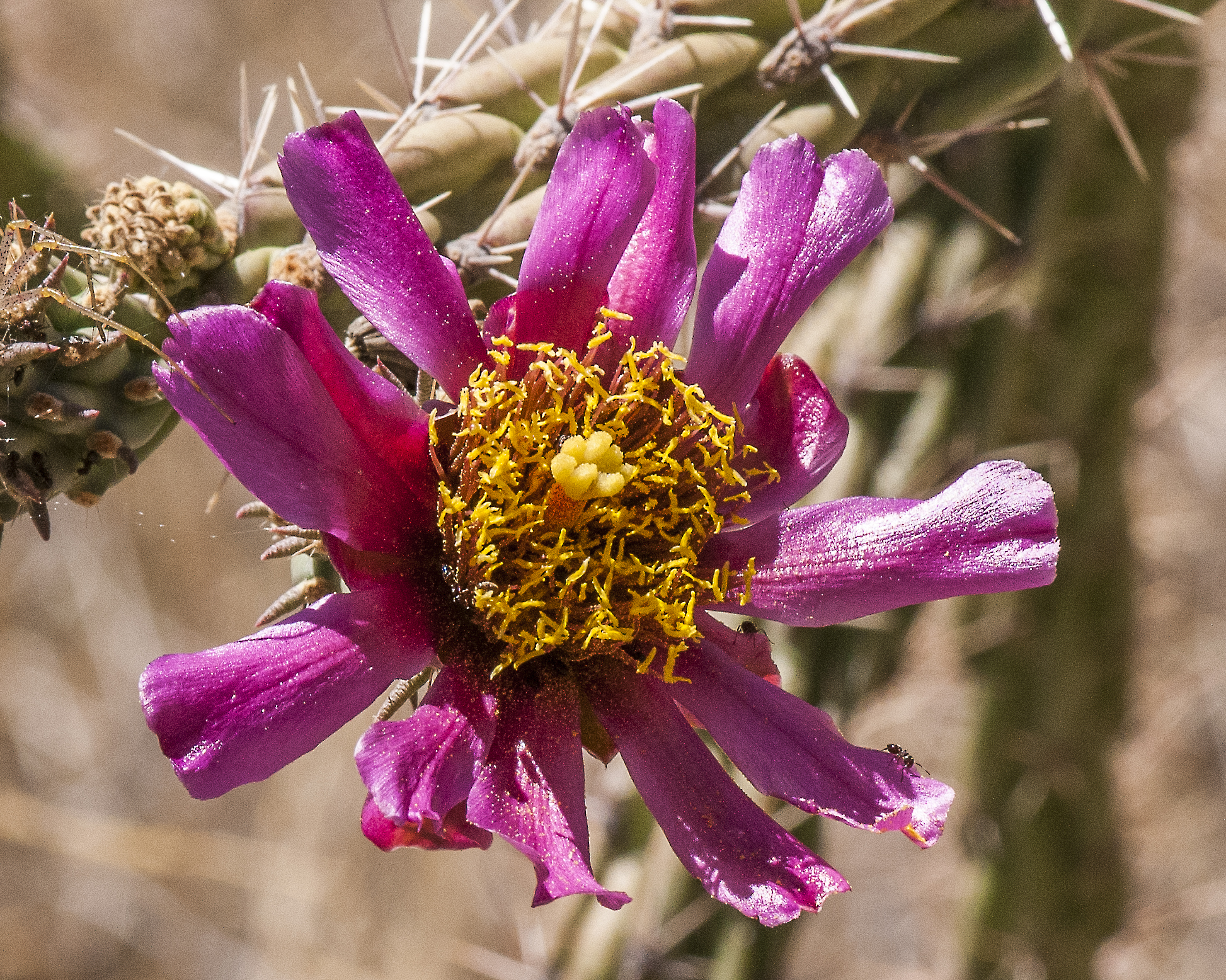 Cane Cholla Flower