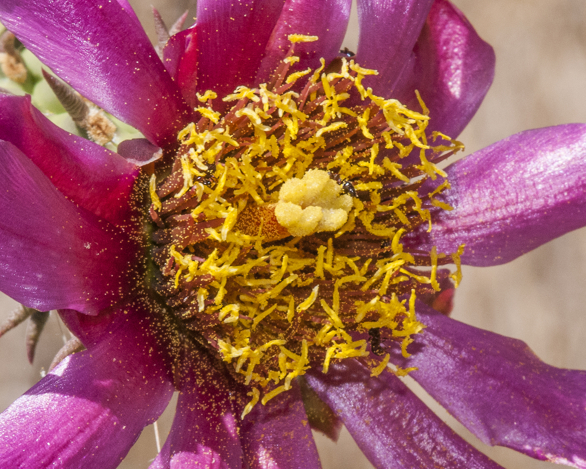 Cane Cholla Flower