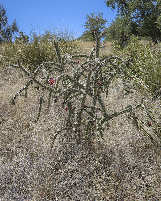 Cane Cholla Plant