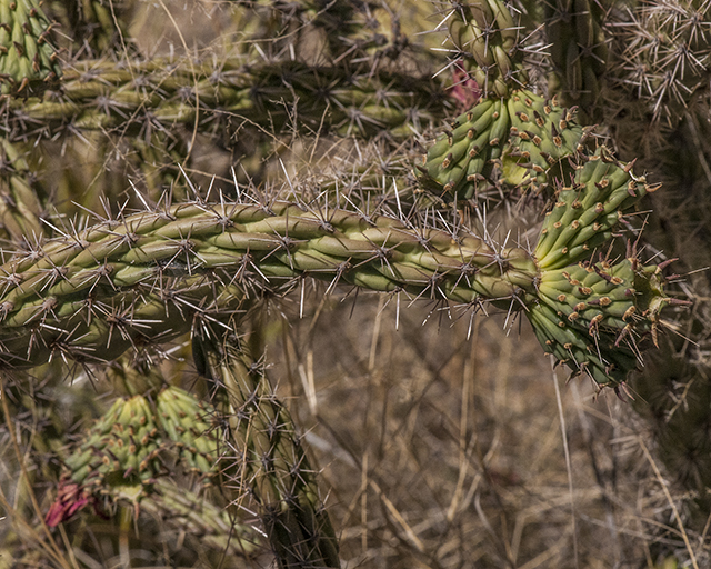 Cane Cholla Stem