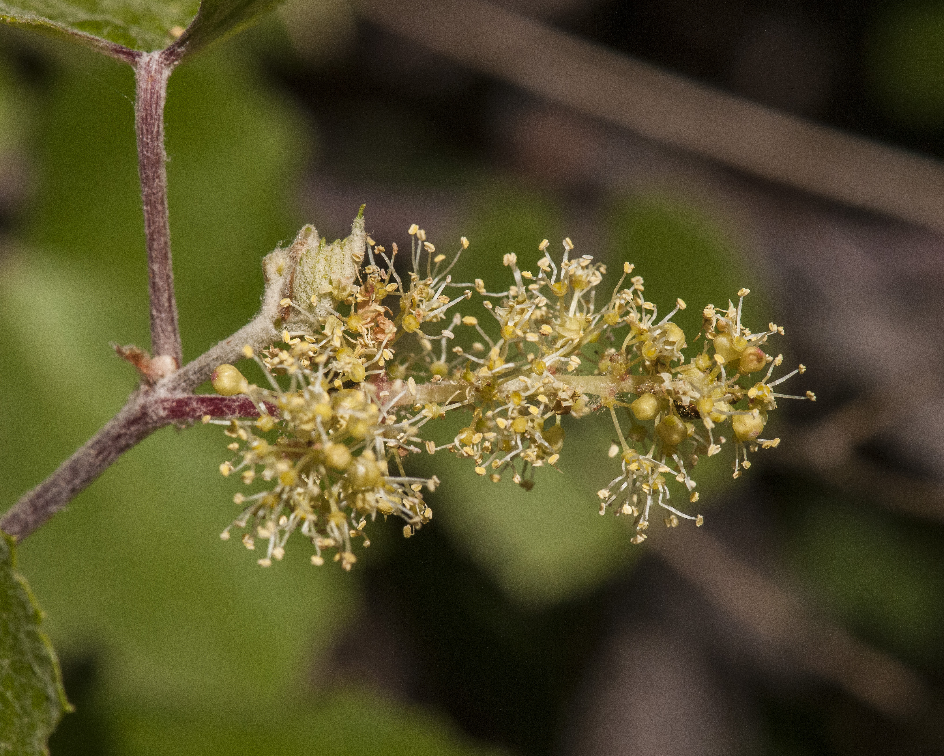 Canyon Grape Flower