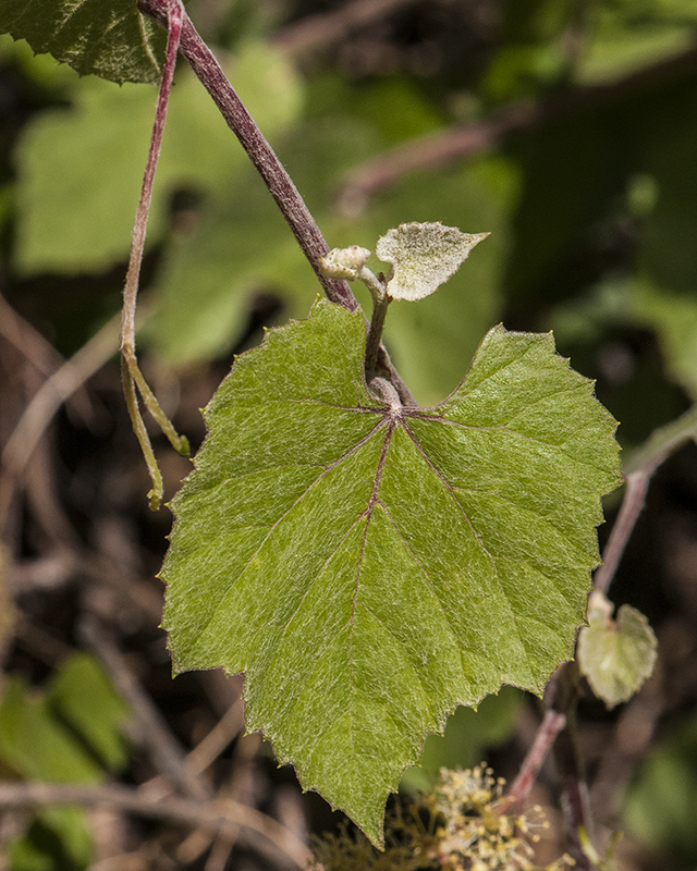 Canyon Grape Leaves