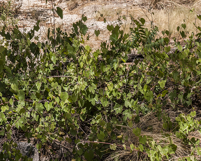 Canyon Grape Plant