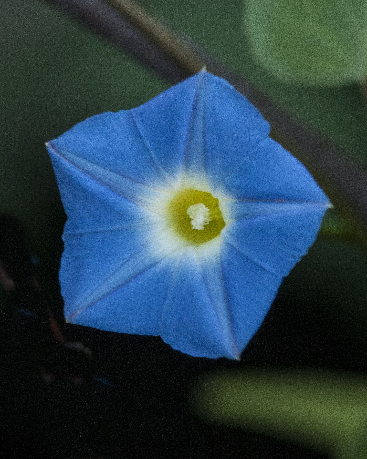 Canyon Morning-glory Flower