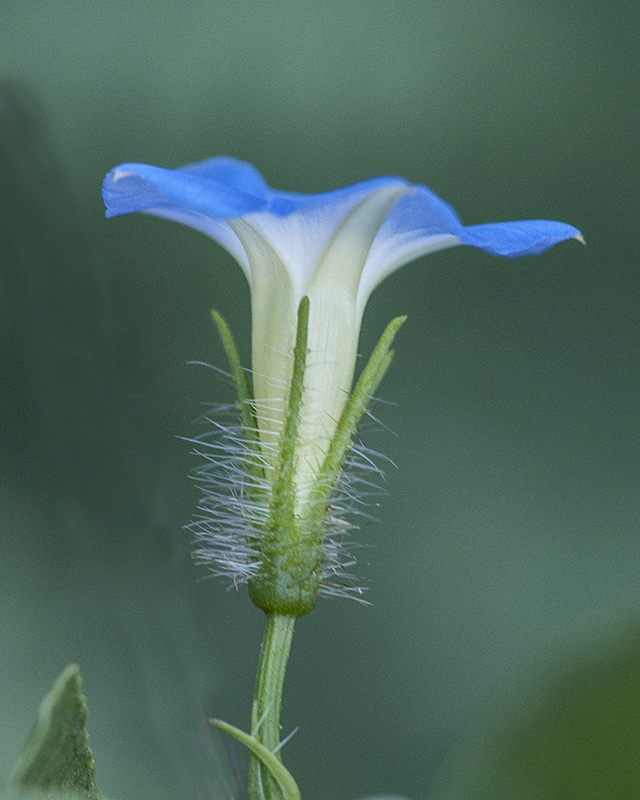 Canyon Morning-glory Flower