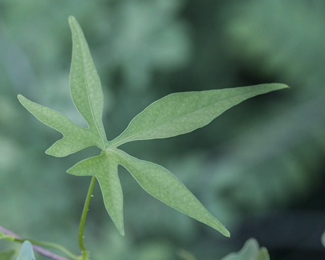 Canyon Morning-glory Leaves