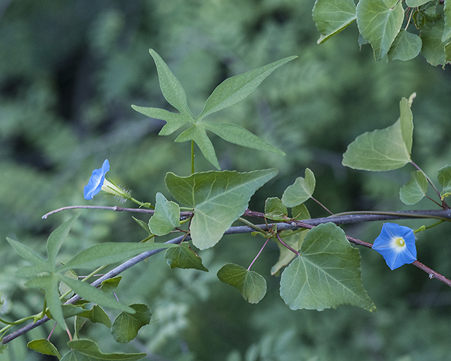 Canyon Morning-glory Plant