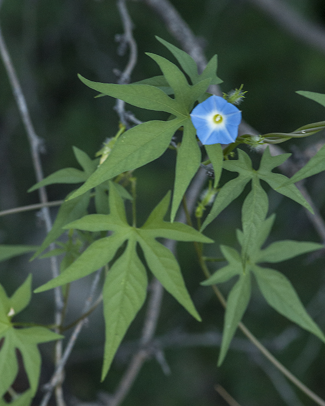 Canyon Morning-glory Plant