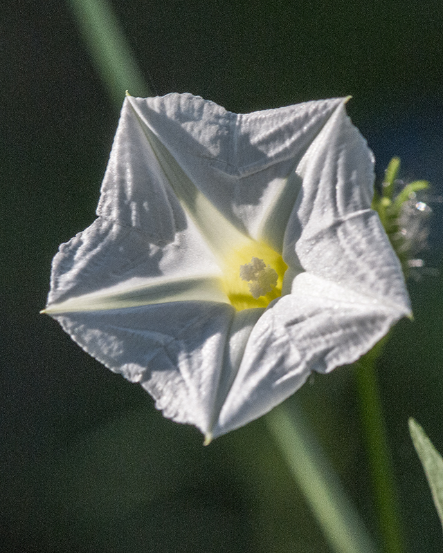 Canyon Morning-glory Flower