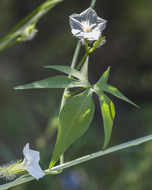 Canyon Morning-glory Flower