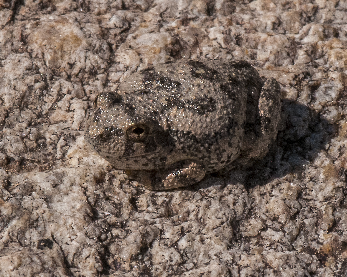 Canyon Tree Frog