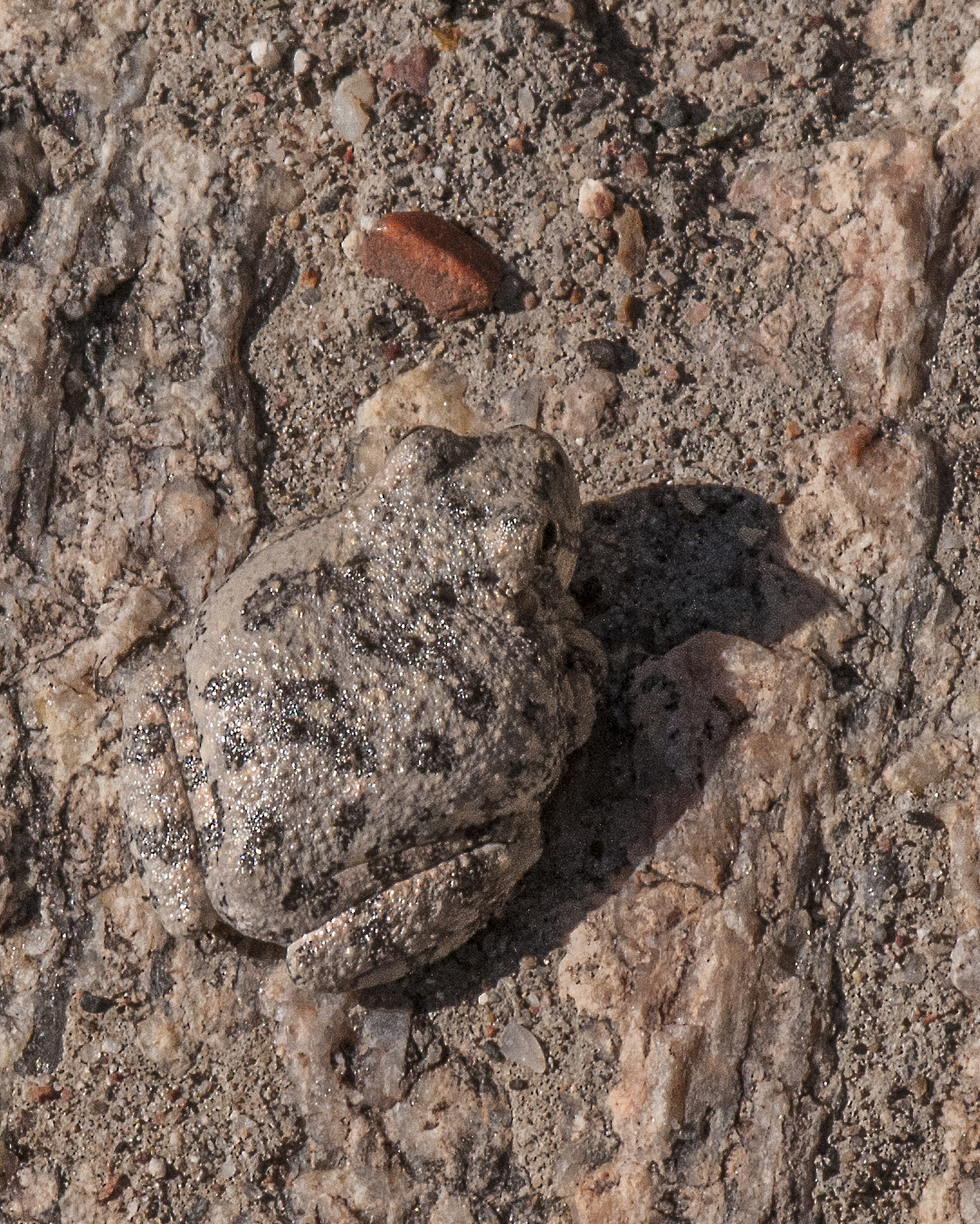 Canyon Tree Frog