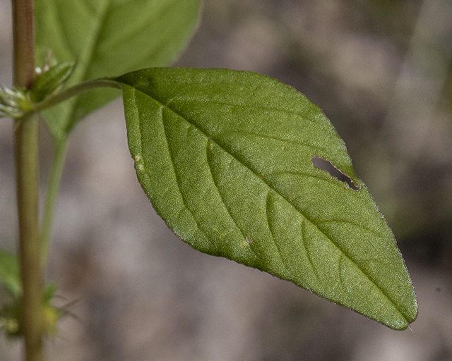 Careless Weed Leaves