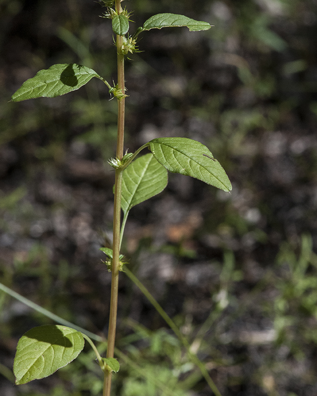 Careless Weed Stem