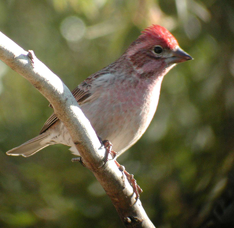 Cassin's Finch