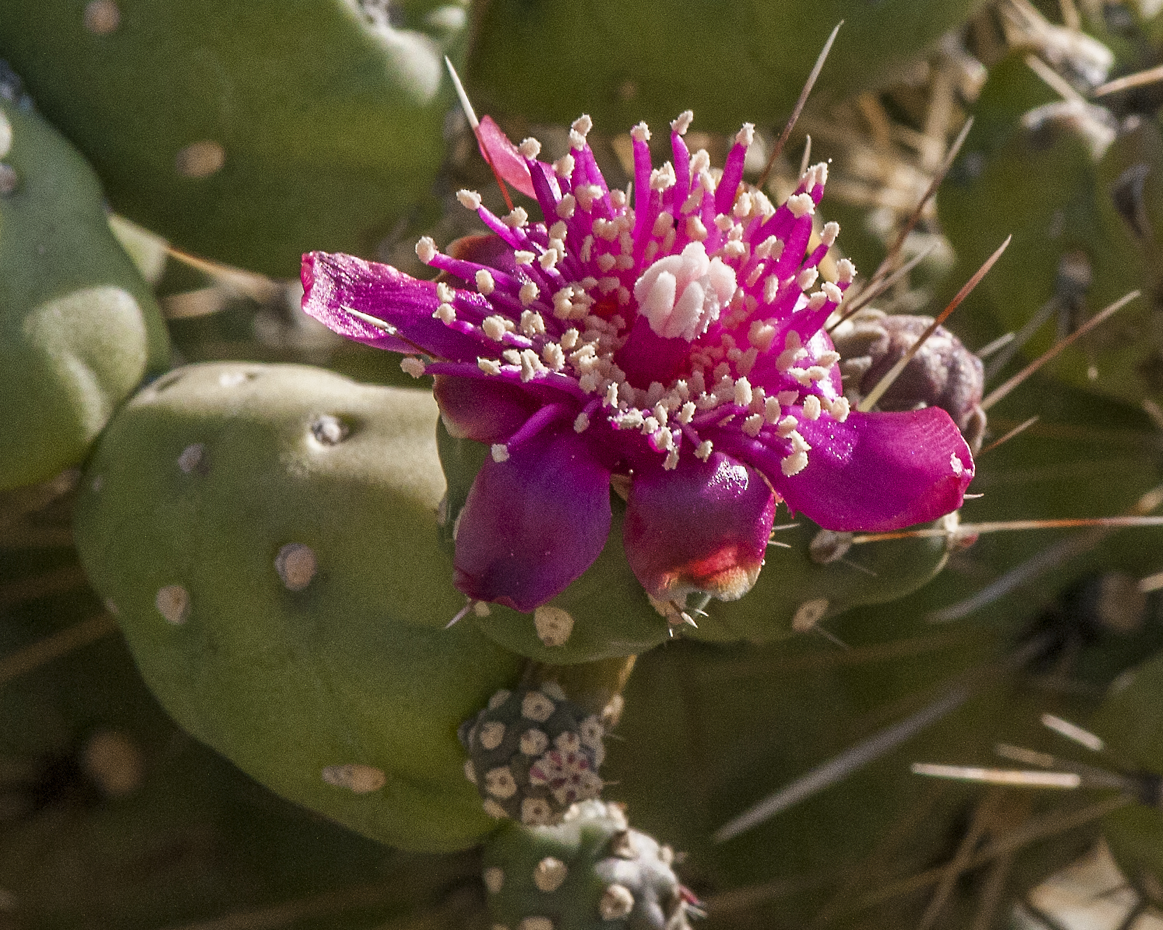 Chain-fruit Cholla Flower