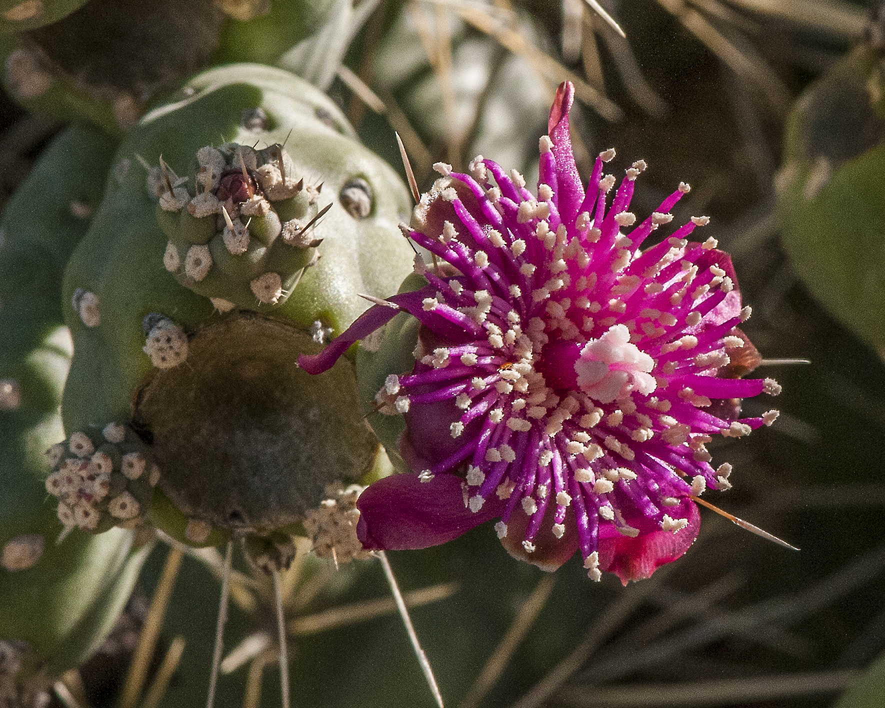 Chain-fruit Cholla Flower