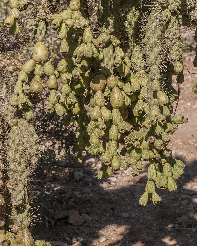 Chain-fruit Cholla Plant