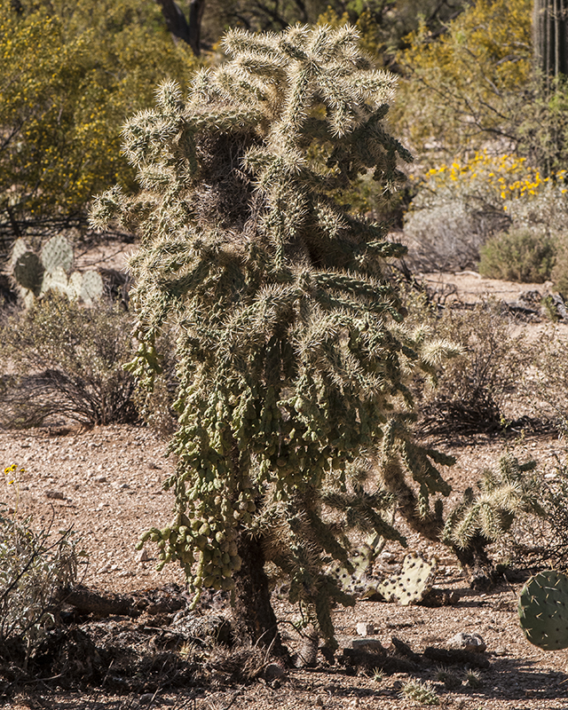 Chain-fruit Cholla Plant