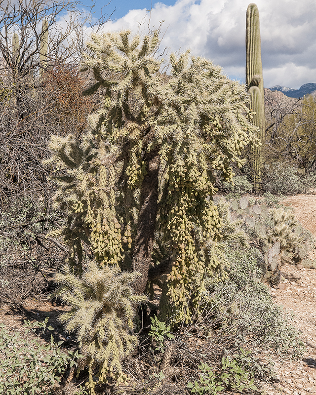 Chain-fruit Cholla Plant