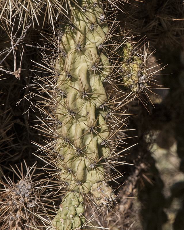 Chain-fruit Cholla Stem