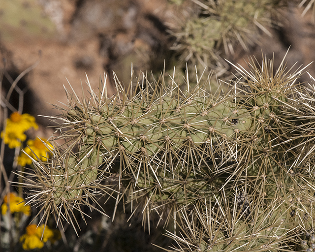 Chain-fruit Cholla Flower