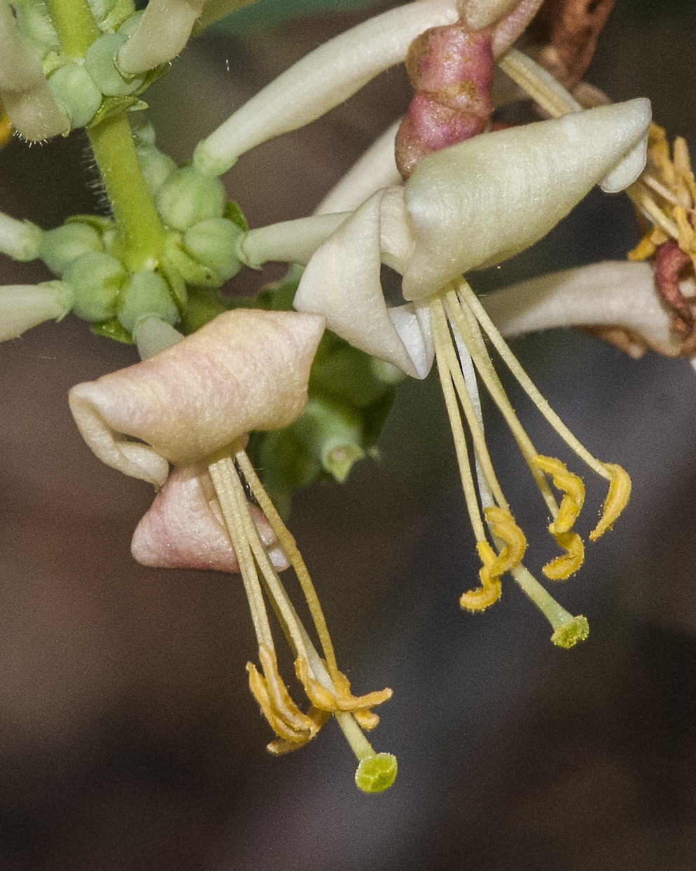 Chaparral Honeysuckle Flowers