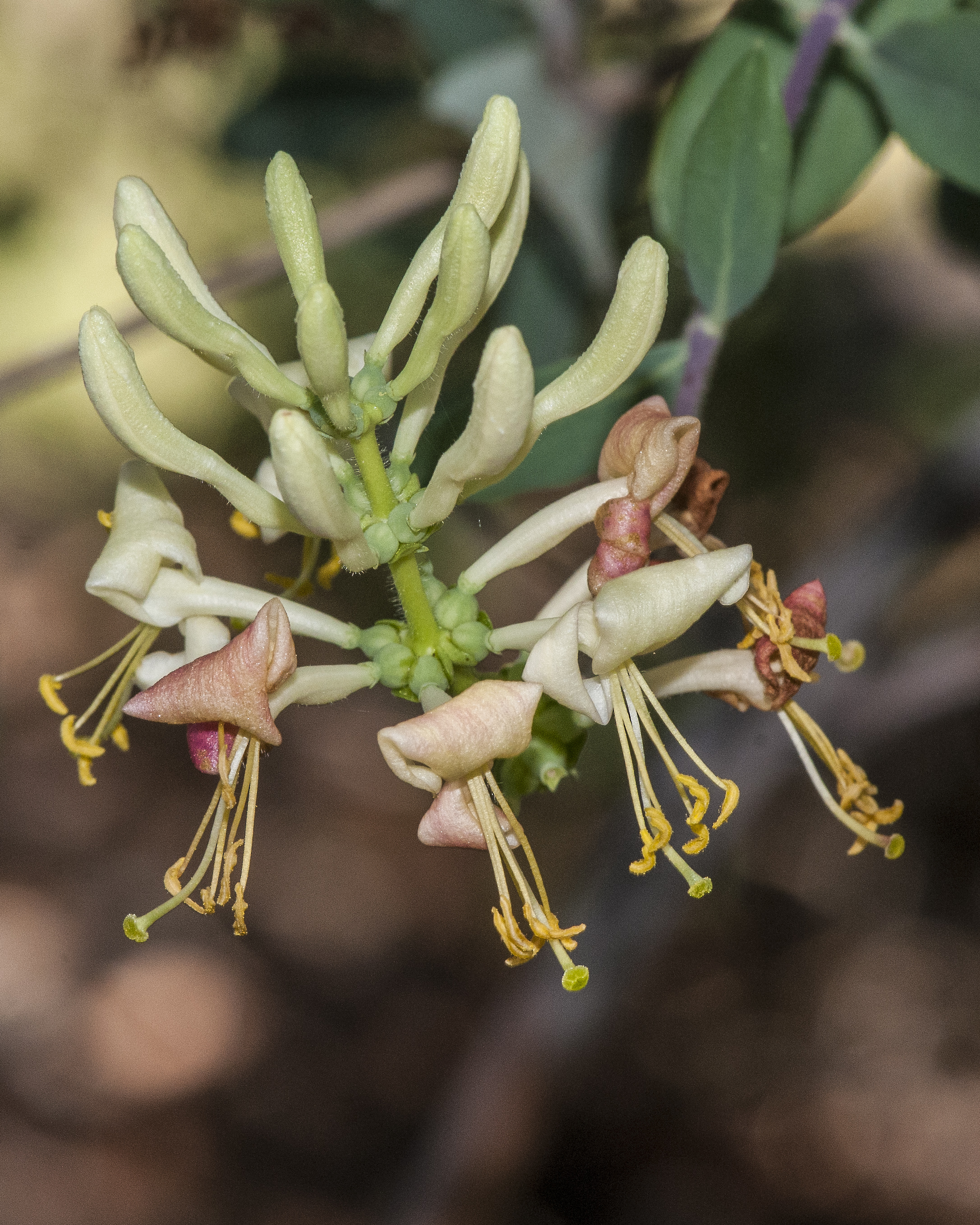 Chaparral Honeysuckle Head