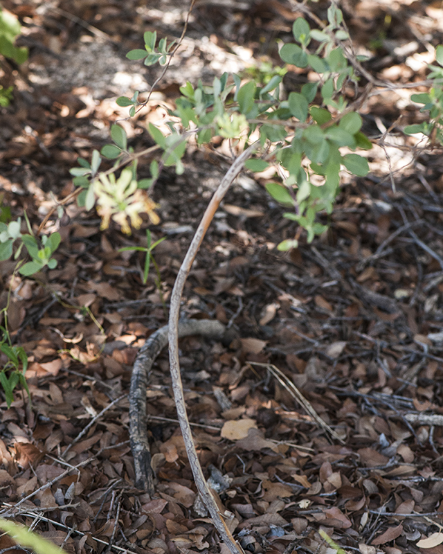 Chaparral Honeysuckle Plant
