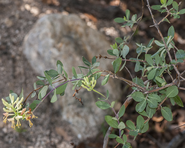 Chaparral Honeysuckle Stem