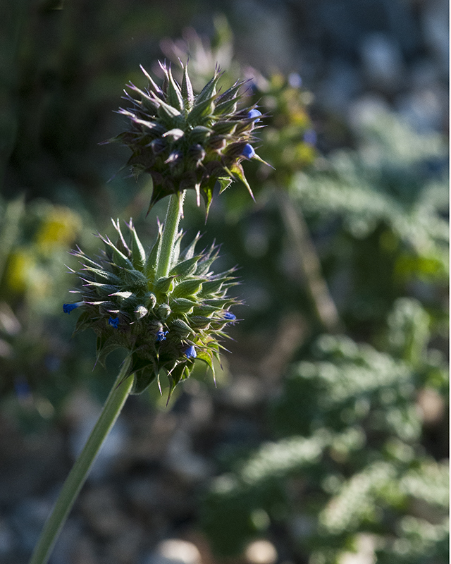 Chia Flower