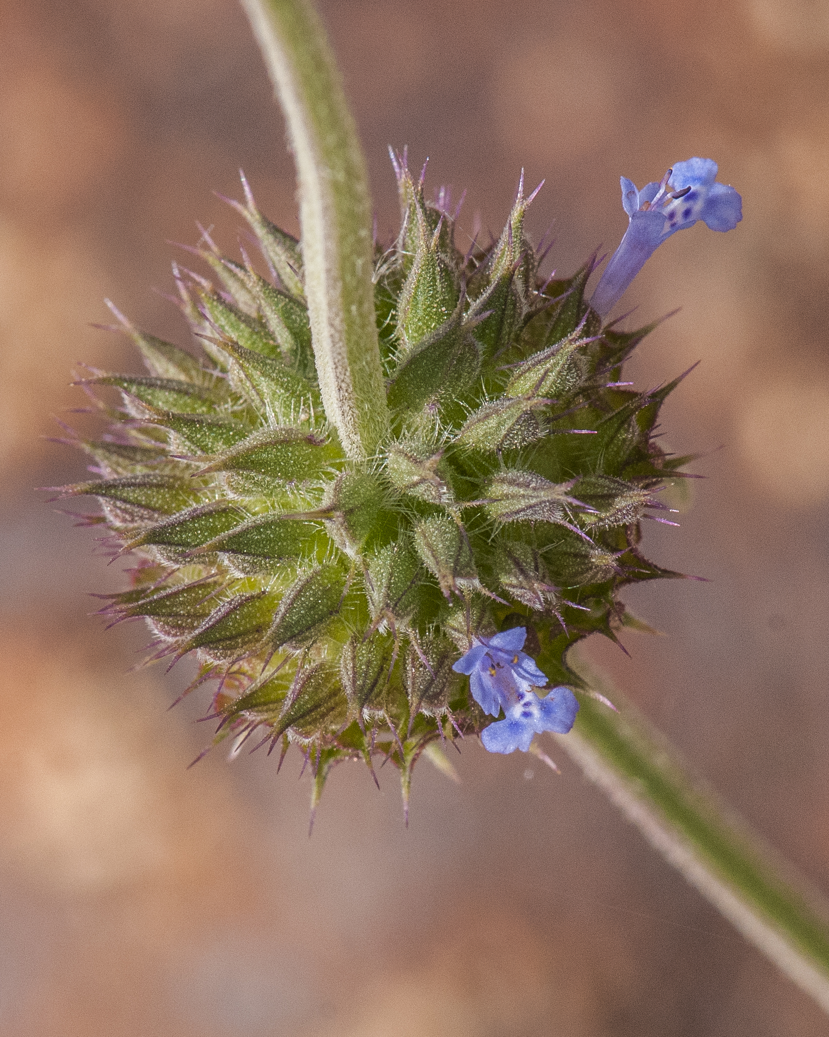 Chia Flower