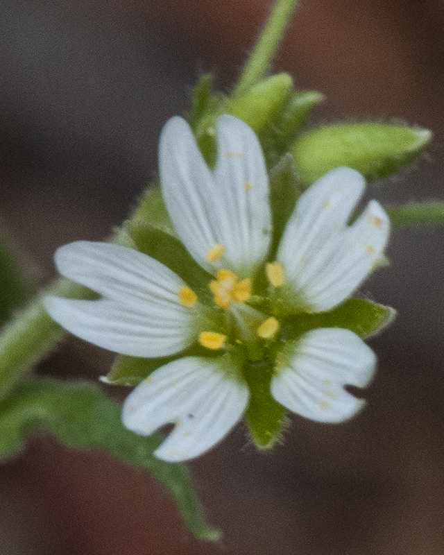 Chickweed Flower