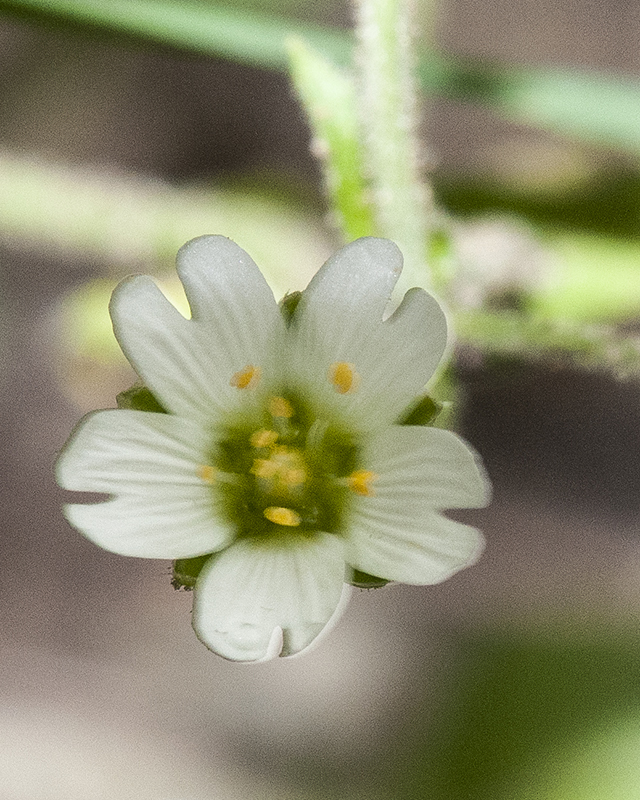 Chickweed Flower