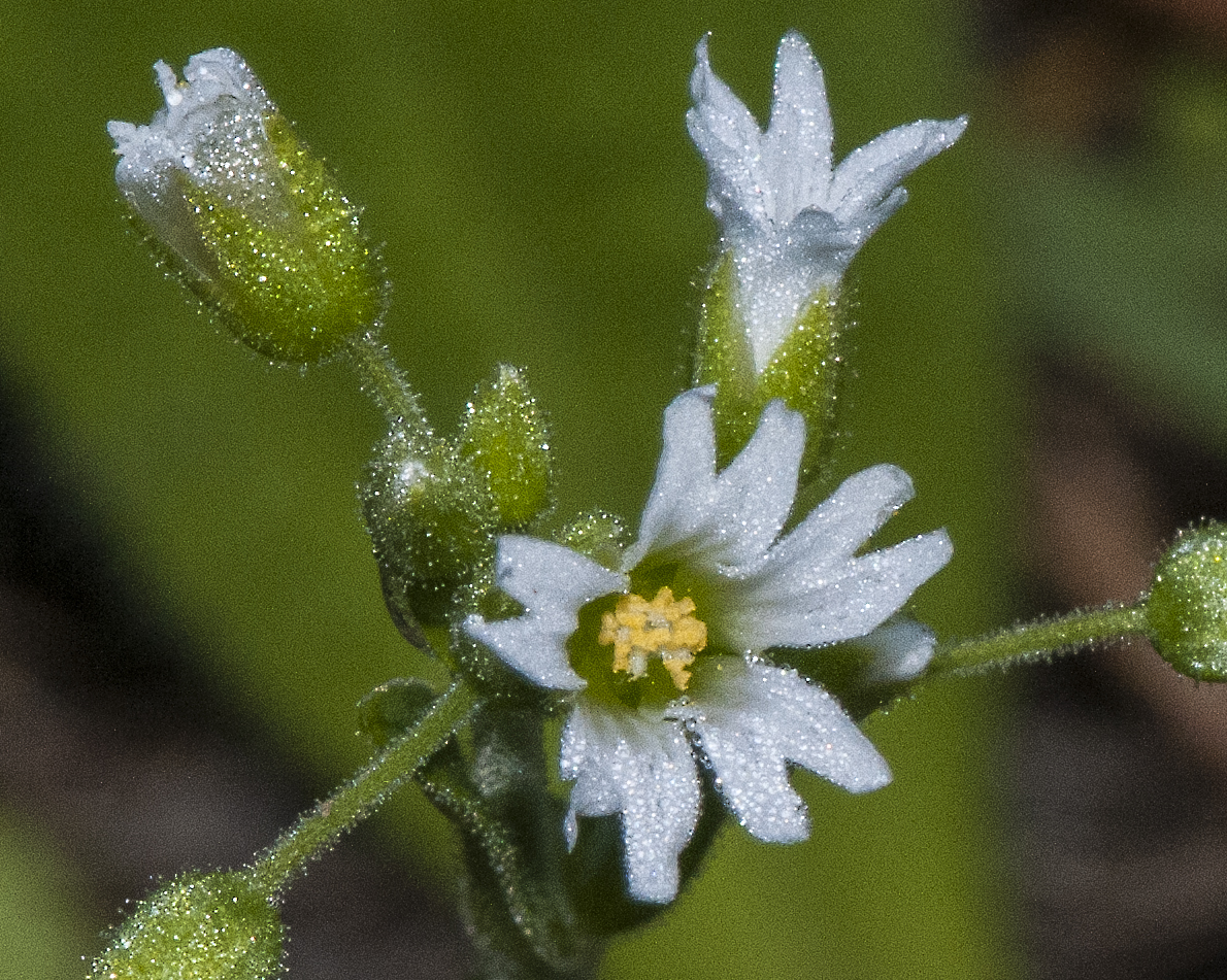 Chickweed Flower